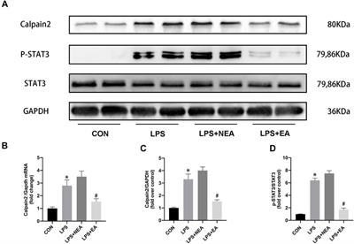 Electroacupuncture pre-treatment alleviates sepsis-induced cardiac inflammation and dysfunction by inhibiting the calpain-2/STAT3 pathway